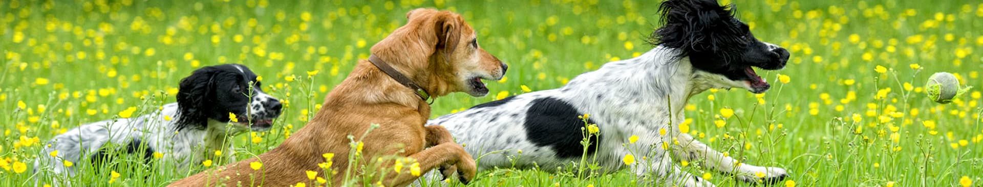 CEG Explore Dogs Header